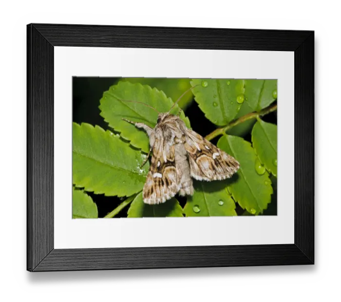Framed Print : Toadflax Brocade Moth (Calophasia lunula) adult, resting on rose leaves with raindrops in garden, Belvedere, Bexley Framed Print : Toadflax Brocade Moth (Calophasia lunula) adult, resting on rose leaves with raindrops in garden, Belvedere, Bexley