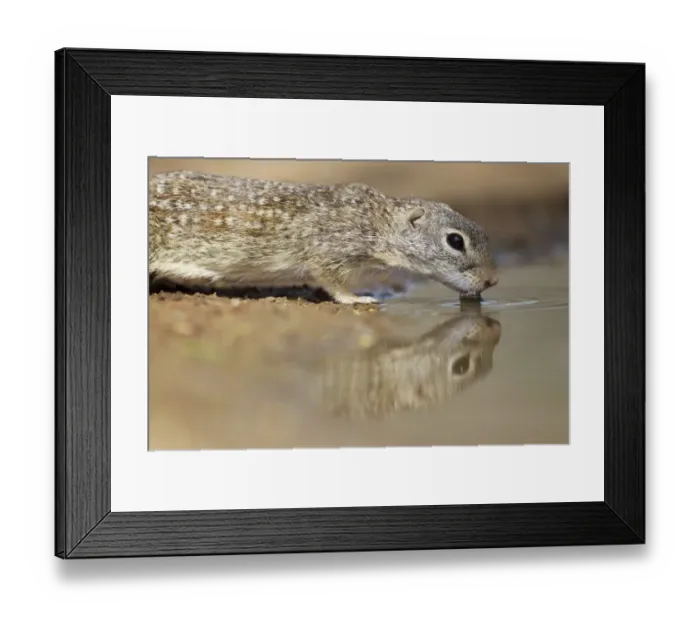 Framed Print : Mexican Ground Squirrel (Ictidomys mexicanus) adult, drinking at pool, South Texas, U. S. A. april Framed Print : Mexican Ground Squirrel (Ictidomys mexicanus) adult, drinking at pool, South Texas, U. S. A. april
