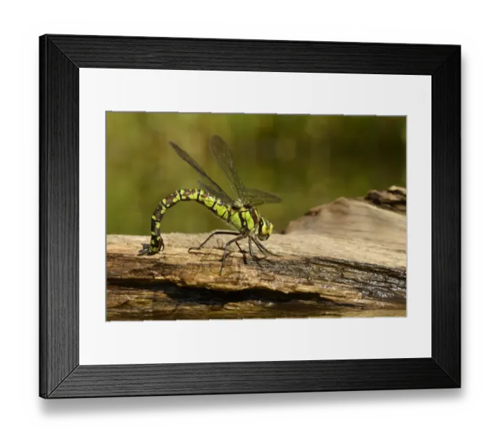 Framed Print : Southern Hawker (Aeshna cyanea) adult female, laying eggs in partially submerged rotting wood, Oxfordshire, England Framed Print : Southern Hawker (Aeshna cyanea) adult female, laying eggs in partially submerged rotting wood, Oxfordshire, England