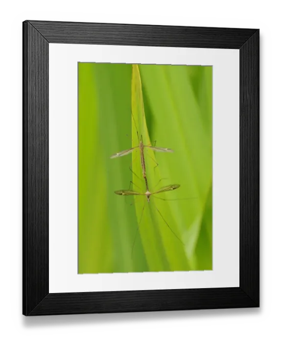 Framed Print : Cranefly (Tipulidae sp. ) adult pair, mating on leaf, Oxfordshire, England, June Framed Print : Cranefly (Tipulidae sp. ) adult pair, mating on leaf, Oxfordshire, England, June