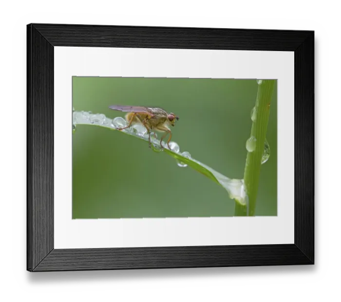 Framed Print : Yellow Dungfly (Scathophaga stercoraria) adult, resting on grass leaf with raindrops, River Whiteadder, Berwickshire Framed Print : Yellow Dungfly (Scathophaga stercoraria) adult, resting on grass leaf with raindrops, River Whiteadder, Berwickshire