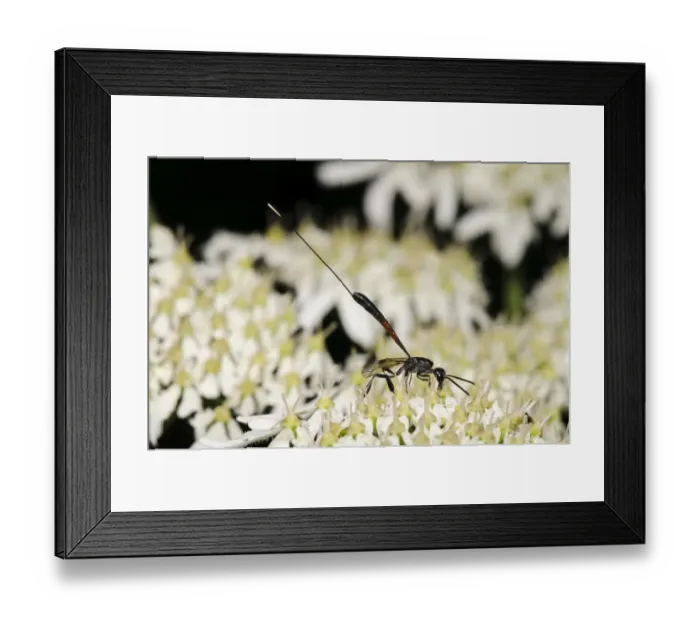 Framed Print : Parasitic Wasp (Gasteruption jaculator) adult female, feeding on umbellifer flowers, Southwater Woods, West Sussex