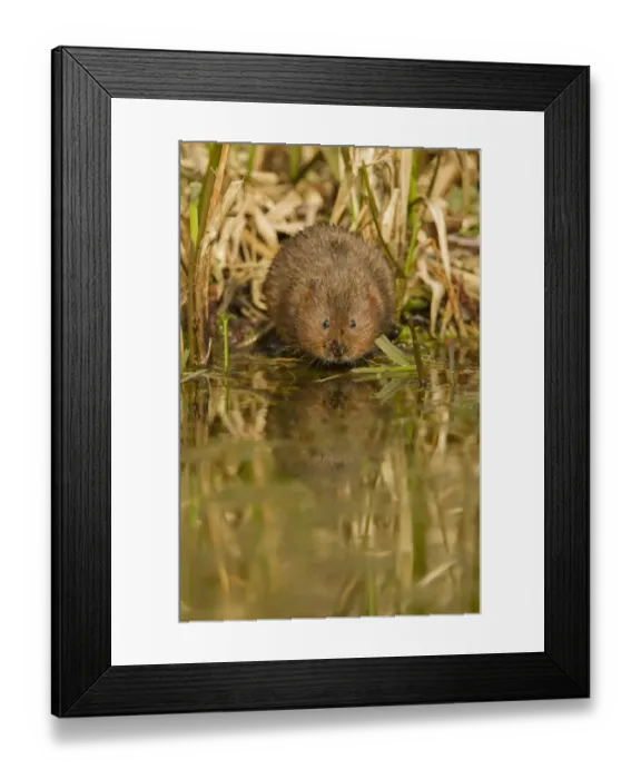 Framed Print : Water Vole (Arvicola terrestris) adult, standing at edge of water, Derbyshire, England, March Framed Print : Water Vole (Arvicola terrestris) adult, standing at edge of water, Derbyshire, England, March