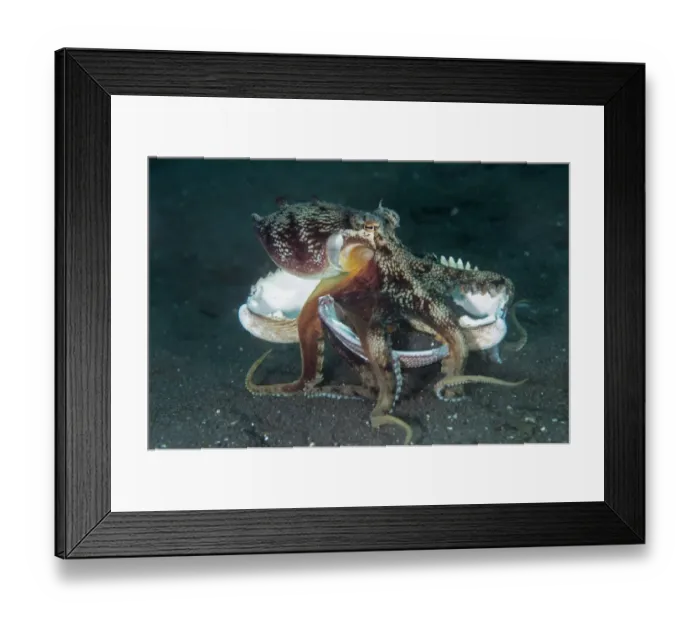 Framed Print : Veined Octopus (Amphioctopus marginatus) adult, holding shell, walking across black sand, Lembeh Straits, Sulawesi