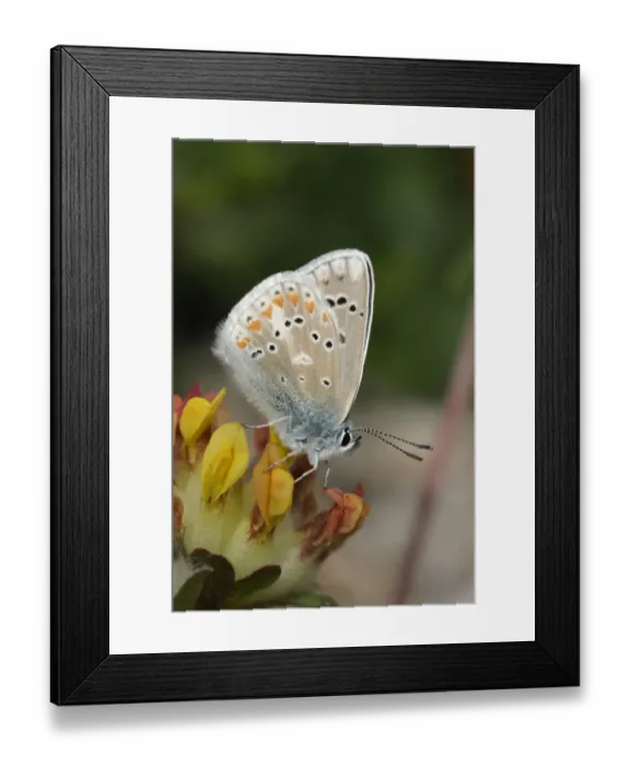 Framed Print : Turquoise Blue (Plebicula dorylas) adult male, resting on Bird s-foot Trefoil (Lotus corniculatus) flowers Framed Print : Turquoise Blue (Plebicula dorylas) adult male, resting on Bird s-foot Trefoil (Lotus corniculatus) flowers