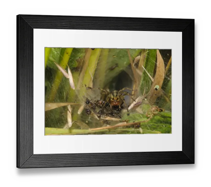 Framed Print : Labyrinth Spider (Agelena labyrinthica) adult, surrounded by remains of recent meals, in tunnel web Framed Print : Labyrinth Spider (Agelena labyrinthica) adult, surrounded by remains of recent meals, in tunnel web