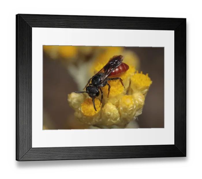 Framed Print : Cuckoo Bee (Sphecodes alternatus) adult female, feeding on helichrysum flower, Chaine des Alpilles, Bouches-du-Rhone Framed Print : Cuckoo Bee (Sphecodes alternatus) adult female, feeding on helichrysum flower, Chaine des Alpilles, Bouches-du-Rhone