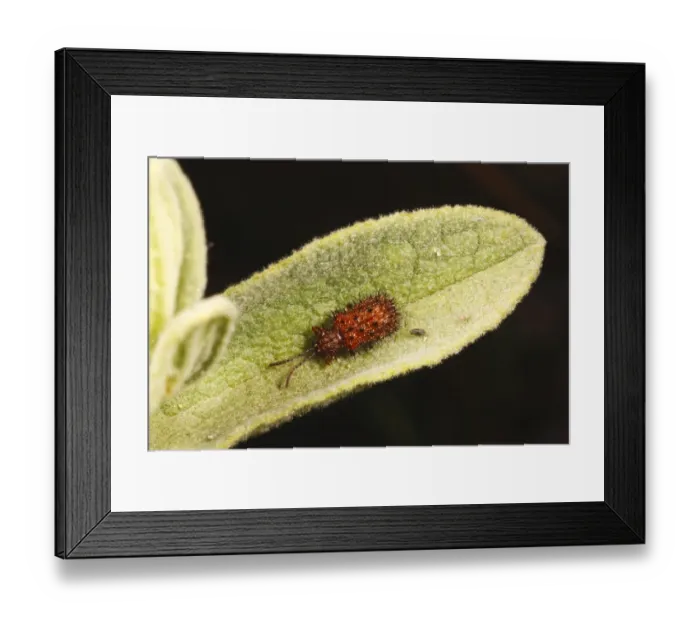 Framed Print : Rockrose Prickly Leaf Beetle (Dicladispa testacea) adult, resting on cistus leaf, Chaine des Alpilles Framed Print : Rockrose Prickly Leaf Beetle (Dicladispa testacea) adult, resting on cistus leaf, Chaine des Alpilles