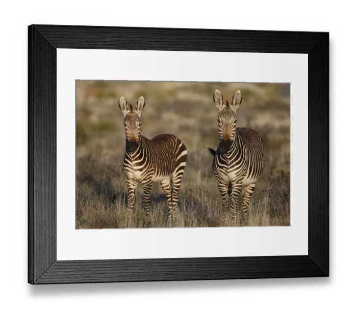 Framed Print : Cape Mountain Zebra (Equus zebra zebra) adult female with foal, standing in grassland, Karoo N. P Framed Print : Cape Mountain Zebra (Equus zebra zebra) adult female with foal, standing in grassland, Karoo N. P