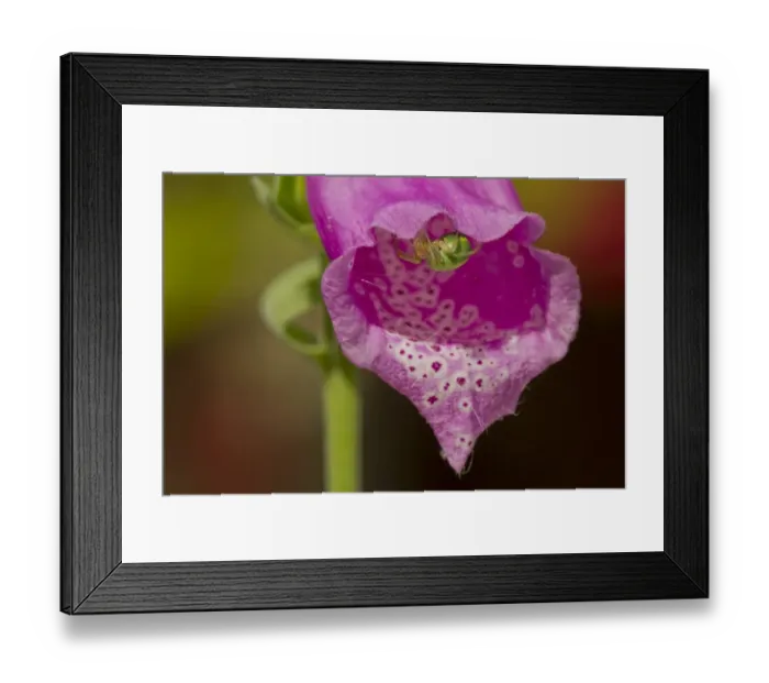 Framed Print : Cucumber Spider (Araniella cucurbitina) adult, resting on Foxglove (Digitalis sp. ) flower, Sheffield, South Yorkshire Framed Print : Cucumber Spider (Araniella cucurbitina) adult, resting on Foxglove (Digitalis sp. ) flower, Sheffield, South Yorkshire