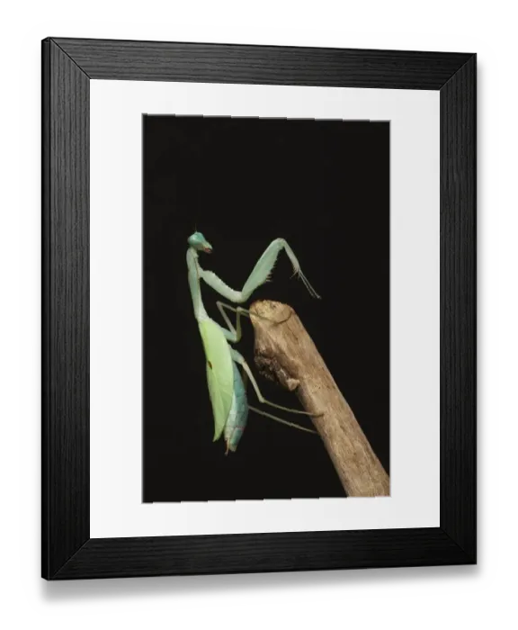 Framed Print : Giant Asian Mantis (Hierodula membranacea) adult, praying on branch (captive) Framed Print : Giant Asian Mantis (Hierodula membranacea) adult, praying on branch (captive)