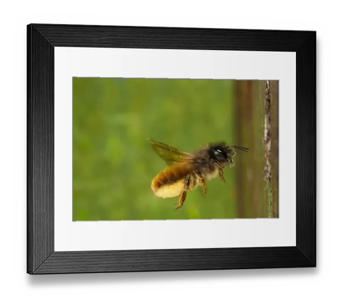 Framed Print : Red Mason Bee (Osmia rufa) adult female, in flight, carrying load of pollen to nesthole, Powys, Wales, May Framed Print : Red Mason Bee (Osmia rufa) adult female, in flight, carrying load of pollen to nesthole, Powys, Wales, May