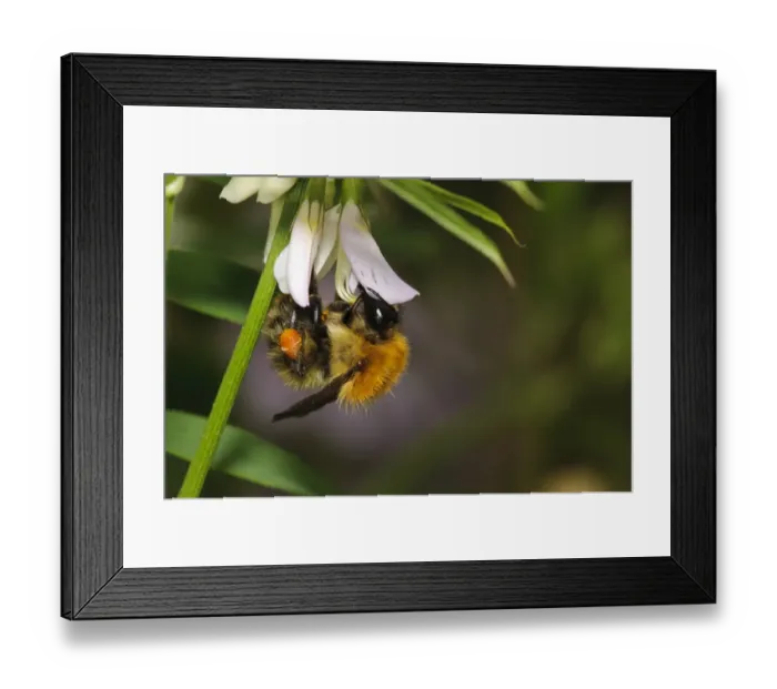 Framed Print : Common Carder Bumblebee (Bombus pascuorum) adult, with pollen basket on leg Framed Print : Common Carder Bumblebee (Bombus pascuorum) adult, with pollen basket on leg