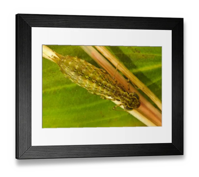 Framed Print : Emperor Dragonfly (Anax imperator) nymph, clinging to pondweed underwater, Thursley Common National Nature Reserve Framed Print : Emperor Dragonfly (Anax imperator) nymph, clinging to pondweed underwater, Thursley Common National Nature Reserve