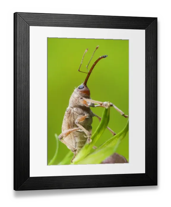 Framed Print : Chestnut Weevil (Curculio elephas) adult, resting on leaves, Italy, October