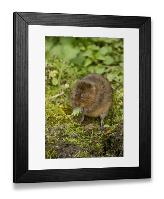 Framed Print : Water Vole (Arvicola terrestris) adult, feeding on leaf, Derbyshire, England, April Framed Print : Water Vole (Arvicola terrestris) adult, feeding on leaf, Derbyshire, England, April