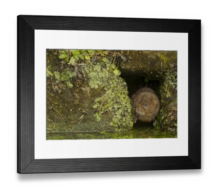 Framed Print : Water Vole (Arvicola terrestris) adult, at hole in canal bank, Derbyshire, England, February Framed Print : Water Vole (Arvicola terrestris) adult, at hole in canal bank, Derbyshire, England, February