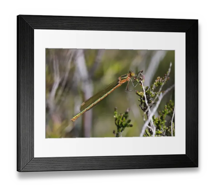 Framed Print : Emerald Damselfly (Lestes sponsa) adult female, resting on heather, Thursley Common National Nature Reserve, Surrey Framed Print : Emerald Damselfly (Lestes sponsa) adult female, resting on heather, Thursley Common National Nature Reserve, Surrey