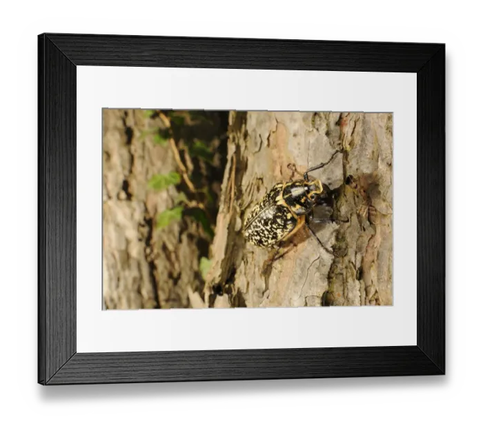 Framed Print : Pine Chafer (Polyphylla fullo) adult male, climbing on pine trunk, Italy, july Framed Print : Pine Chafer (Polyphylla fullo) adult male, climbing on pine trunk, Italy, july
