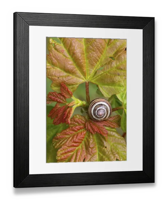 Framed Print : Brown-lipped Grove Snail (Cepaea nemoralis) adult, resting on Sycamore (Acer pseudoplatanus) sapling leaves Framed Print : Brown-lipped Grove Snail (Cepaea nemoralis) adult, resting on Sycamore (Acer pseudoplatanus) sapling leaves