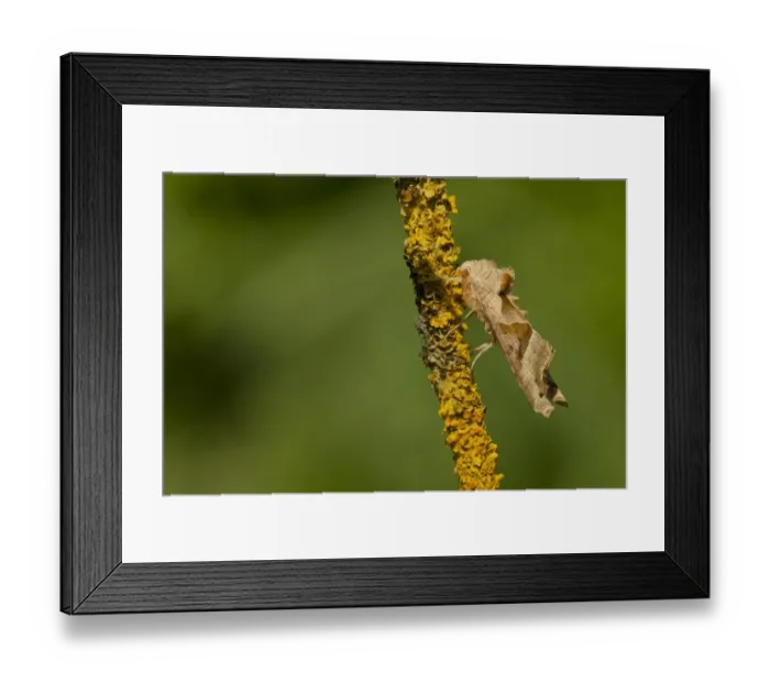 Framed Print : Angle Shades (Phlogophora meticulosa) adult, resting on lichen covered twig, Lincolnshire, England, May Framed Print : Angle Shades (Phlogophora meticulosa) adult, resting on lichen covered twig, Lincolnshire, England, May
