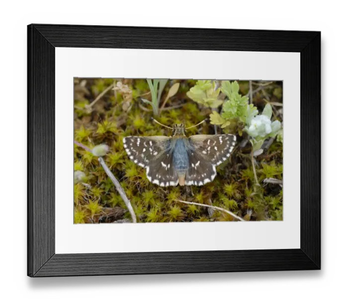 Framed Print : Red Underwing Skipper (Spialia sertorius) adult, resting on moss in mountain meadow, Valle de Hecho, Pyrenees, Spain Framed Print : Red Underwing Skipper (Spialia sertorius) adult, resting on moss in mountain meadow, Valle de Hecho, Pyrenees, Spain