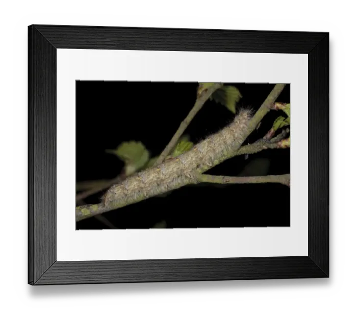 Framed Print : December Moth (Poecilocampa populi) final instar larva, resting on birch twig, Powys, Wales, May Framed Print : December Moth (Poecilocampa populi) final instar larva, resting on birch twig, Powys, Wales, May