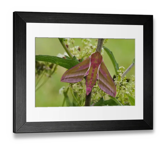 Framed Print : Elephant Hawkmoth (Deilephila elpenor) adult, resting on stem, Priory Water Nature Reserve, Leicestershire, England