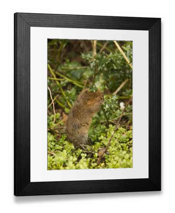 Framed Print : Water Vole (Arvicola terrestris) adult, feeding on holly leaf, Derbyshire, England, March Framed Print : Water Vole (Arvicola terrestris) adult, feeding on holly leaf, Derbyshire, England, March