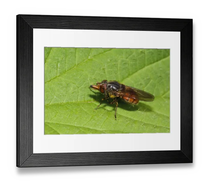 Framed Print : Beaked hoverfly (Rhingia campestris) adult, cleaning eye with hind leg, resting on leaf, Priory Water Nature Reserve Framed Print : Beaked hoverfly (Rhingia campestris) adult, cleaning eye with hind leg, resting on leaf, Priory Water Nature Reserve