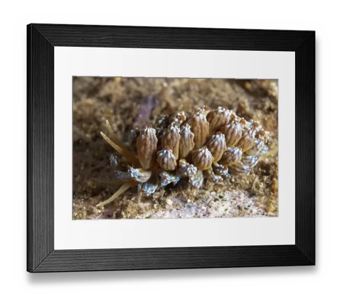Framed Print : Lizard Island Phyllodesmium Nudibranch (Phyllodesmium lizardensis) adult, Lembeh Straits, Sulawesi, Sunda Islands