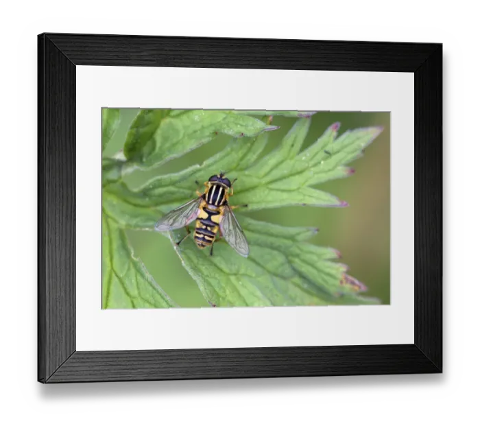 Framed Print : Brindled Hoverfly (Helophilus pendulus) adult, resting on leaf, Berwickshire, Scottish Borders, Scotland, august Framed Print : Brindled Hoverfly (Helophilus pendulus) adult, resting on leaf, Berwickshire, Scottish Borders, Scotland, august