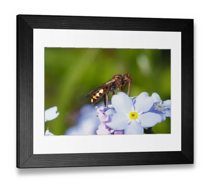 Framed Print : Nomad Bee (Nomada panzeri) adult female, cleaning antenna, resting on flower, Powys, Wales, May Framed Print : Nomad Bee (Nomada panzeri) adult female, cleaning antenna, resting on flower, Powys, Wales, May