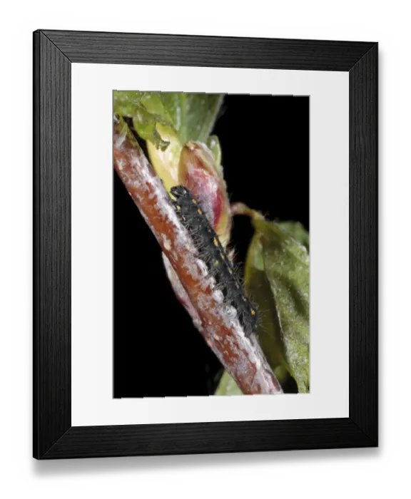 Framed Print : December Moth (Poecilocampa populi) first instar larva, newly hatched, resting on birch twig, Powys, Wales, April Framed Print : December Moth (Poecilocampa populi) first instar larva, newly hatched, resting on birch twig, Powys, Wales, April