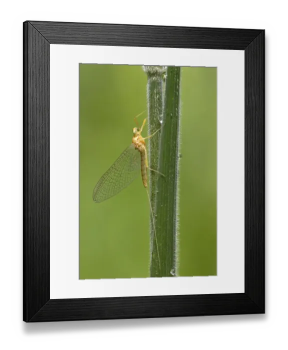 Framed Print : Mayfly (Ephemeroptera sp. ) adult, resting on grass stem, River Whiteadder, Berwickshire, Scottish Borders, Scotland Framed Print : Mayfly (Ephemeroptera sp. ) adult, resting on grass stem, River Whiteadder, Berwickshire, Scottish Borders, Scotland