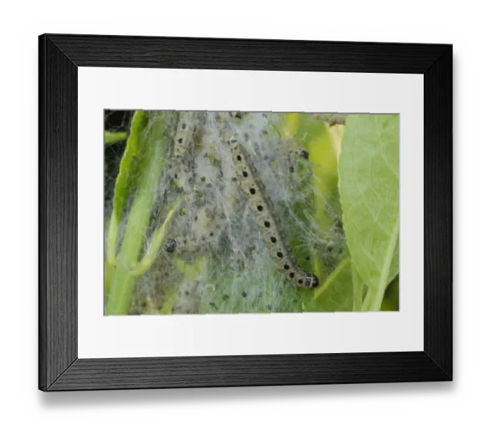 Framed Print : Spindle Ermine (Yponomeuta cagnagella) caterpillars, in silk web on European Spindle (Euonymus europaeus) Framed Print : Spindle Ermine (Yponomeuta cagnagella) caterpillars, in silk web on European Spindle (Euonymus europaeus)