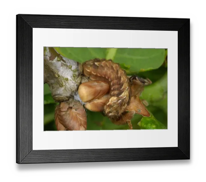 Framed Print : Purple Hairstreak (Quercusia quercus) caterpillar, camouflaged amongst Common Oak (Quercus robur) Framed Print : Purple Hairstreak (Quercusia quercus) caterpillar, camouflaged amongst Common Oak (Quercus robur)