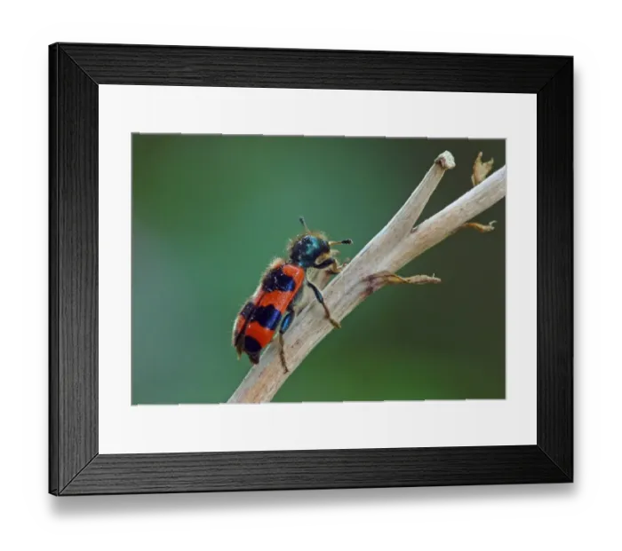 Framed Print : Checkered Bee Beetle (Trichodes apiarius) adult, resting on stem, Italy, july