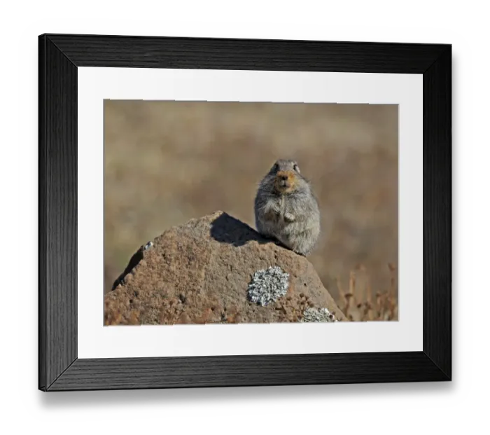 Framed Print : Sloggetts Vlei Rat (Otomys sloggetti) adult, sitting on rock, Sani Pass, Drakensberg Mountains, Lesotho, September Framed Print : Sloggetts Vlei Rat (Otomys sloggetti) adult, sitting on rock, Sani Pass, Drakensberg Mountains, Lesotho, September