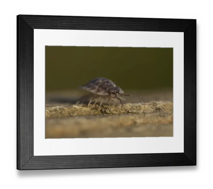 Framed Print : Common Woodlouse (Oniscus asellus) adult, Sheffield, South Yorkshire, England, January Framed Print : Common Woodlouse (Oniscus asellus) adult, Sheffield, South Yorkshire, England, January