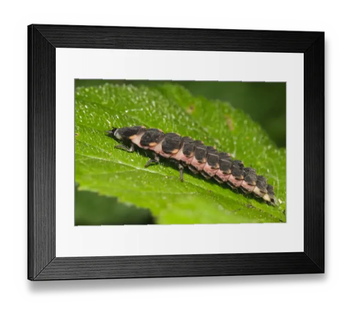 Framed Print : Common Glow-worm (Lampyris noctiluca) larva, resting on leaf in woodland, East Blean Woods National Nature Reserve Framed Print : Common Glow-worm (Lampyris noctiluca) larva, resting on leaf in woodland, East Blean Woods National Nature Reserve