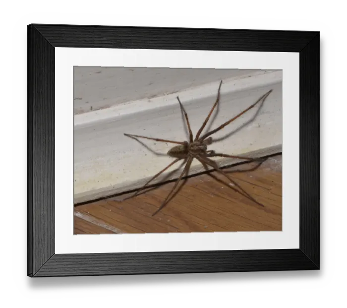 Framed Print : Giant House Spider (Tegenaria gigantea) adult female, on skirting board, Chipping, Lancashire, England, September