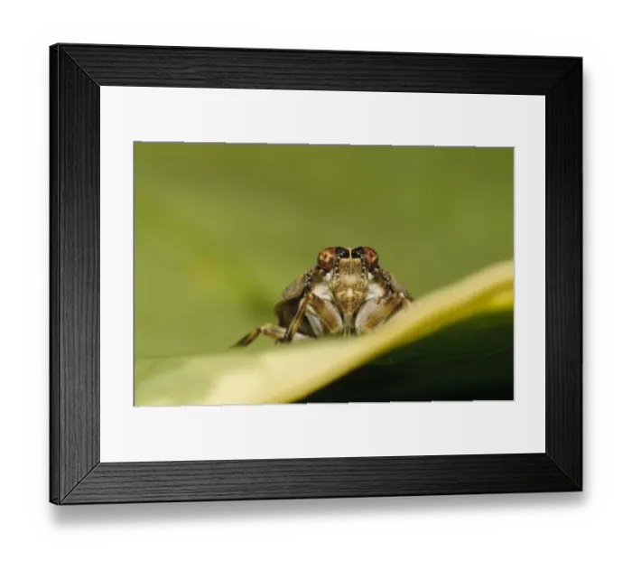 Framed Print : Planthopper (Issus coleoptratus) adult, peering over leaf edge in garden, Belvedere, Bexley, Kent, England, July Framed Print : Planthopper (Issus coleoptratus) adult, peering over leaf edge in garden, Belvedere, Bexley, Kent, England, July