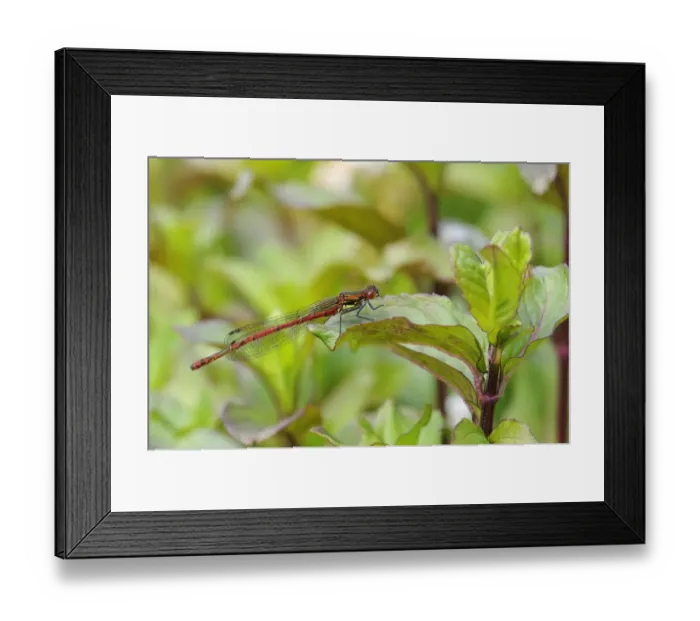Framed Print : Large Red Damselfly (Pyrrhosoma nymphula) adult male, resting on Water Mint (Mentha aquatica) leaf, Oxfordshire Framed Print : Large Red Damselfly (Pyrrhosoma nymphula) adult male, resting on Water Mint (Mentha aquatica) leaf, Oxfordshire