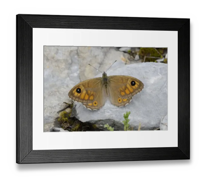 Framed Print : Large Wall Brown (Lasiommata maera) adult, resting on rock in mountain meadow, Valle de Hecho, Pyrenees, Spain, June Framed Print : Large Wall Brown (Lasiommata maera) adult, resting on rock in mountain meadow, Valle de Hecho, Pyrenees, Spain, June