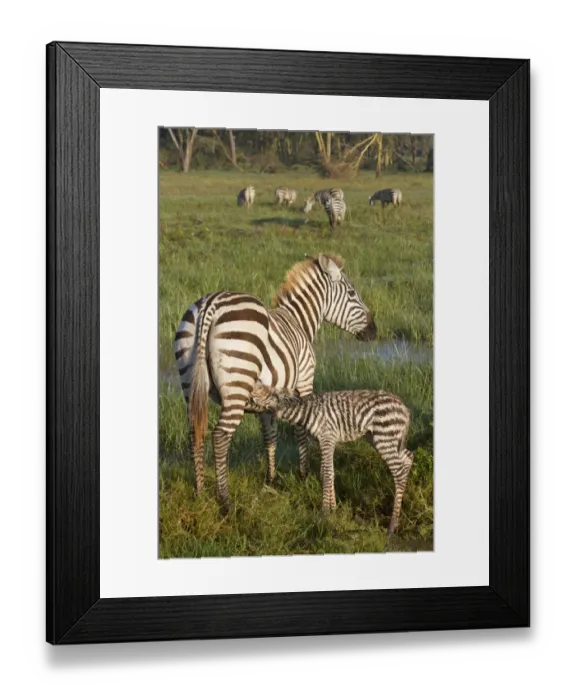Framed Print : Common Zebra (Equus quagga) adult female with newborn foal, suckling in wetland, Lake Nakuru N. P Framed Print : Common Zebra (Equus quagga) adult female with newborn foal, suckling in wetland, Lake Nakuru N. P