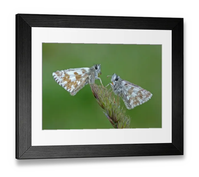 Framed Print : Olive Skipper (Pyrgus serratulae) two adults, resting on grass flowerhead, Italy, july Framed Print : Olive Skipper (Pyrgus serratulae) two adults, resting on grass flowerhead, Italy, july