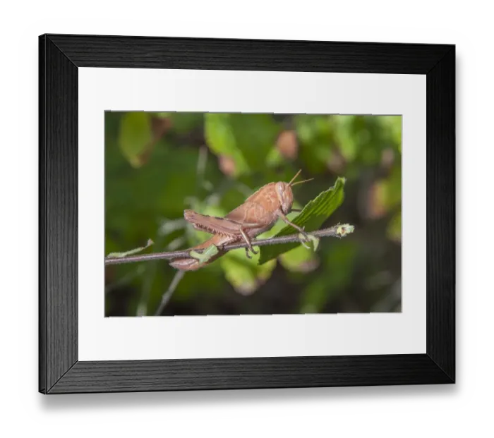 Framed Print : Grasshopper (Eyprepocnemis plorans) nymph, resting on twig in marshland,s Albufera De Mallorca Natural Park Framed Print : Grasshopper (Eyprepocnemis plorans) nymph, resting on twig in marshland,s Albufera De Mallorca Natural Park