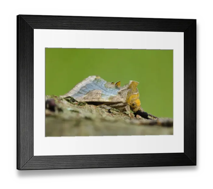 Framed Print : Burnished Brass (Diachrysia chrysitis) adult, resting on birch branch, Thursley Common National Nature Reserve, Surrey Framed Print : Burnished Brass (Diachrysia chrysitis) adult, resting on birch branch, Thursley Common National Nature Reserve, Surrey