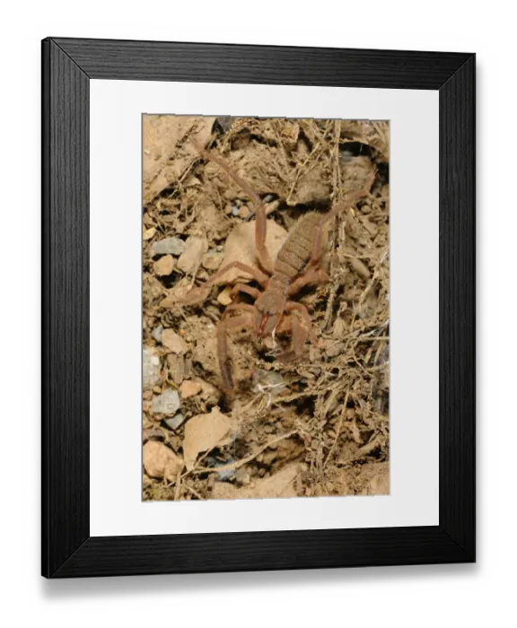 Framed Print : European Sun-spider (Gluvia dorsalis) adult, Spain, june Framed Print : European Sun-spider (Gluvia dorsalis) adult, Spain, june